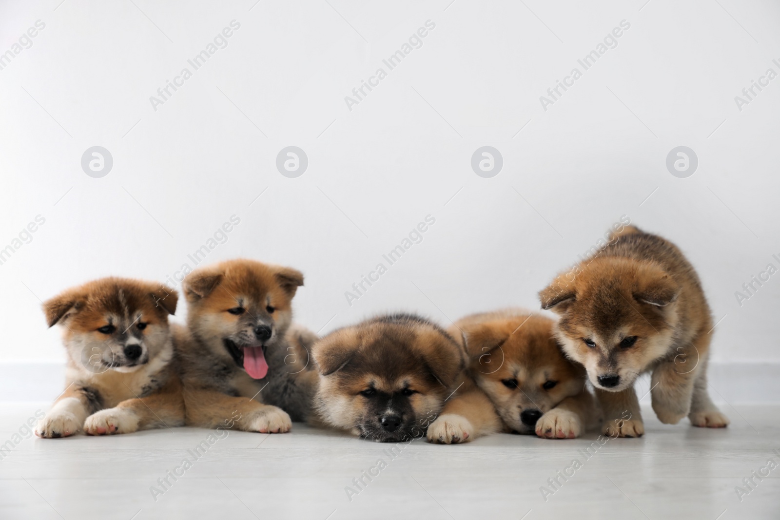 Photo of Adorable Akita Inu puppies on floor near light wall. Space for text