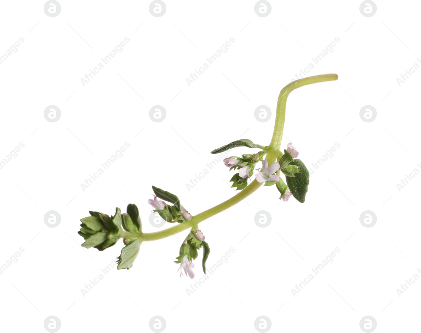 Photo of Aromatic thyme sprig on white background. Fresh herb