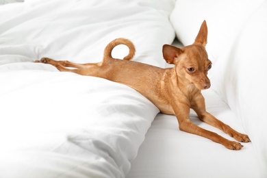 Photo of Cute toy terrier on bed. Domestic dog