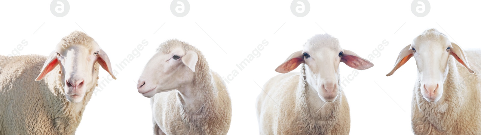 Image of Many sheep isolated on white. Farm animal