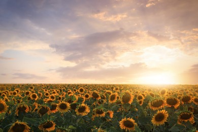 Beautiful view of field with yellow sunflowers outdoors at sunset