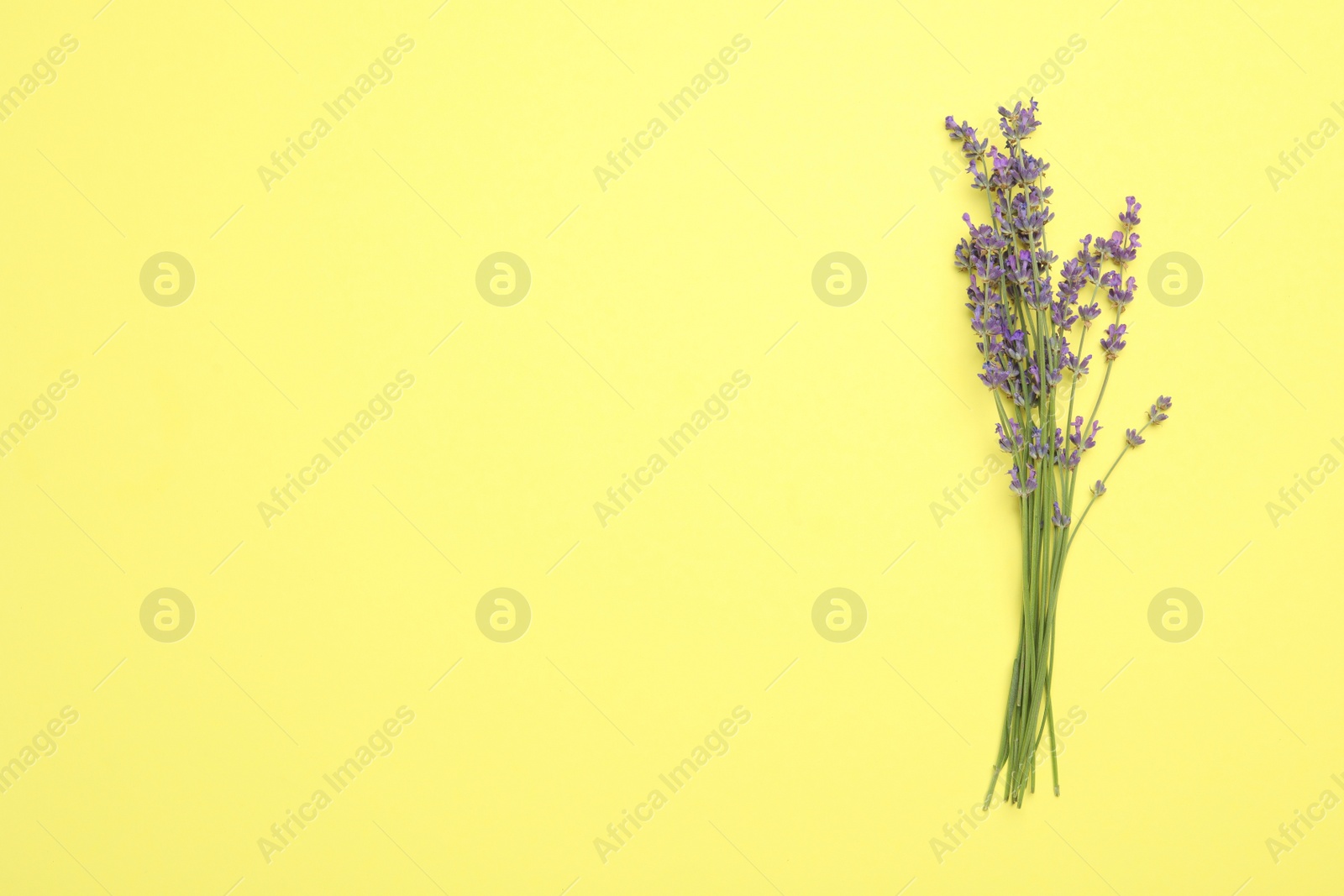 Photo of Beautiful lavender flowers on yellow background, top view. Space for text