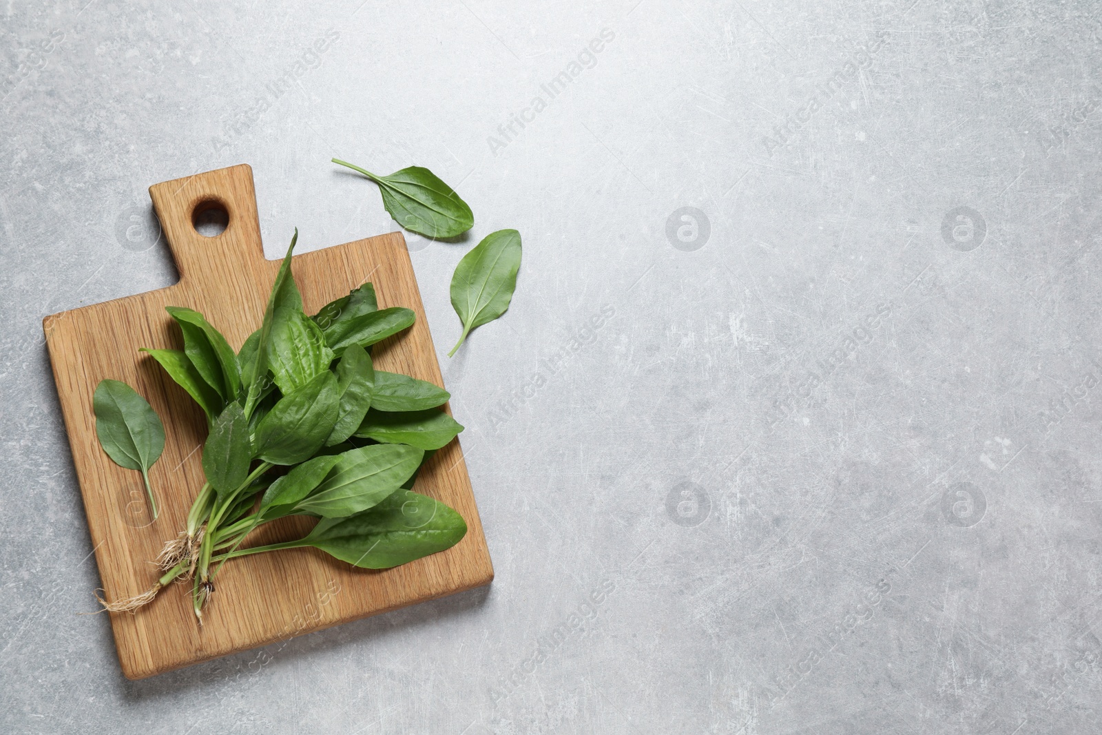 Photo of Broadleaf plantain leaves on light grey table, flat lay. Space for text