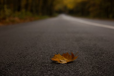 Photo of Autumn leaf on asphalt road, space for text