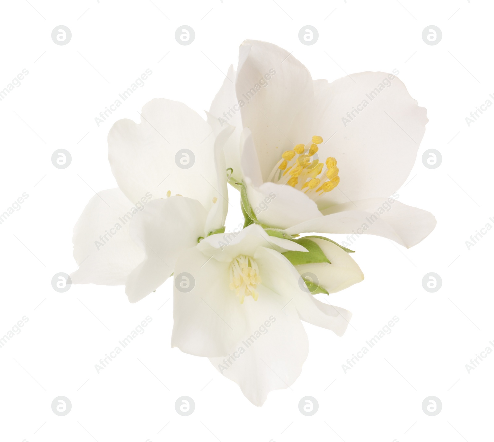Photo of Beautiful delicate jasmine flowers isolated on white