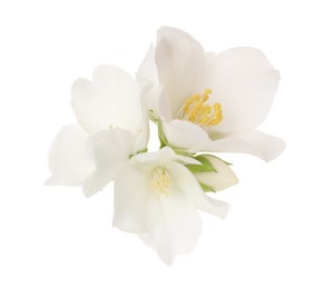 Beautiful delicate jasmine flowers isolated on white