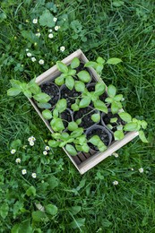Wooden crate with seedlings on green grass, top view