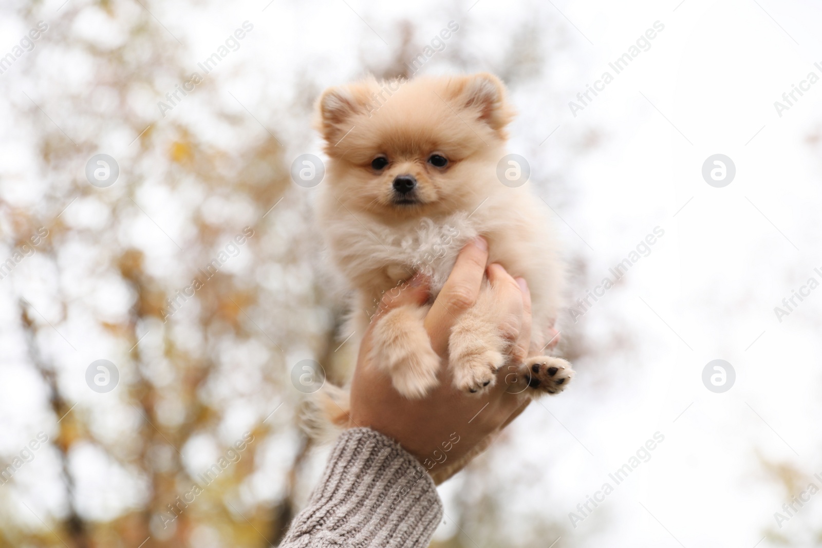 Photo of Man holding small fluffy dog outdoors on autumn day, closeup