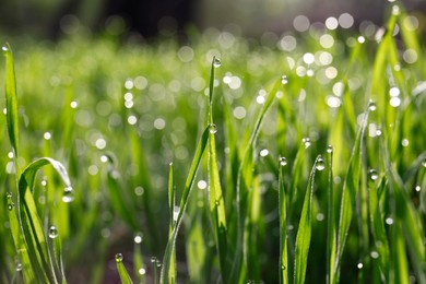 Beautiful bright green grass covered with morning dew, closeup