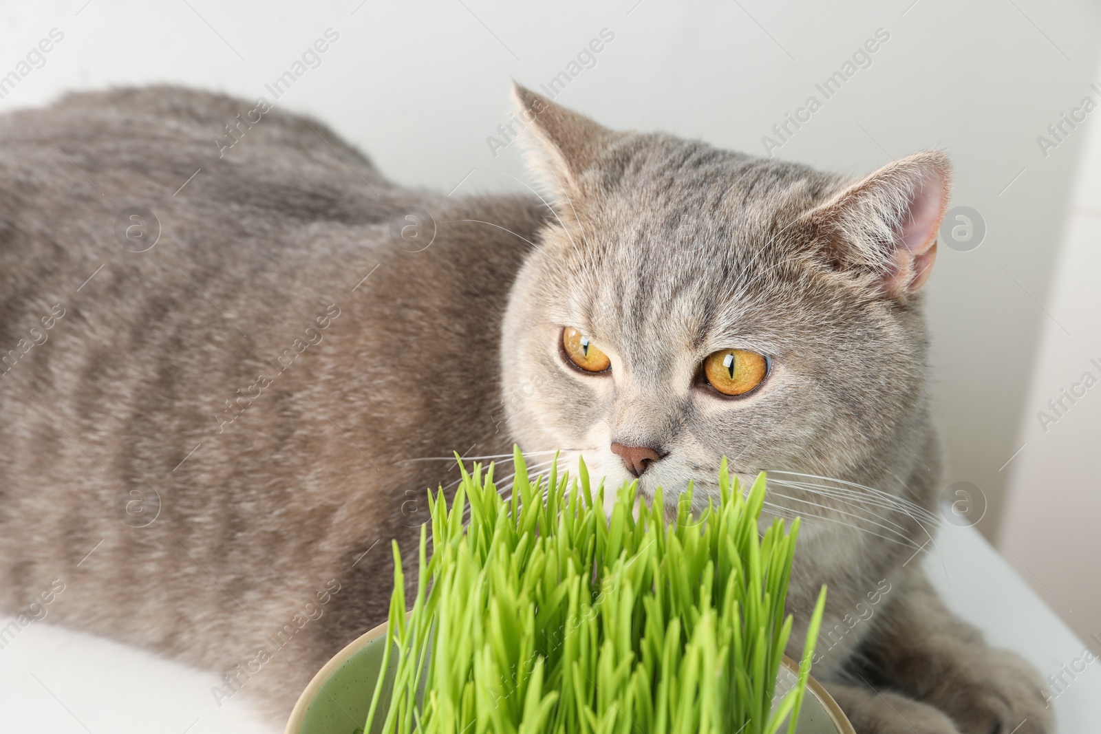 Photo of Cute cat and fresh green grass near white wall