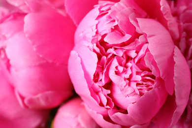 Beautiful pink peony bouquet as background, closeup