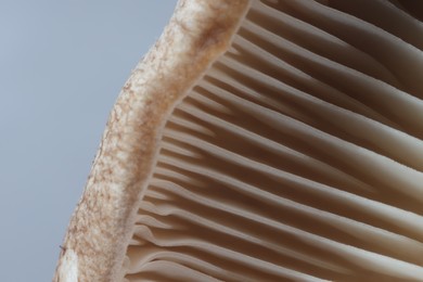 Photo of Fresh oyster mushroom on grey background, macro view