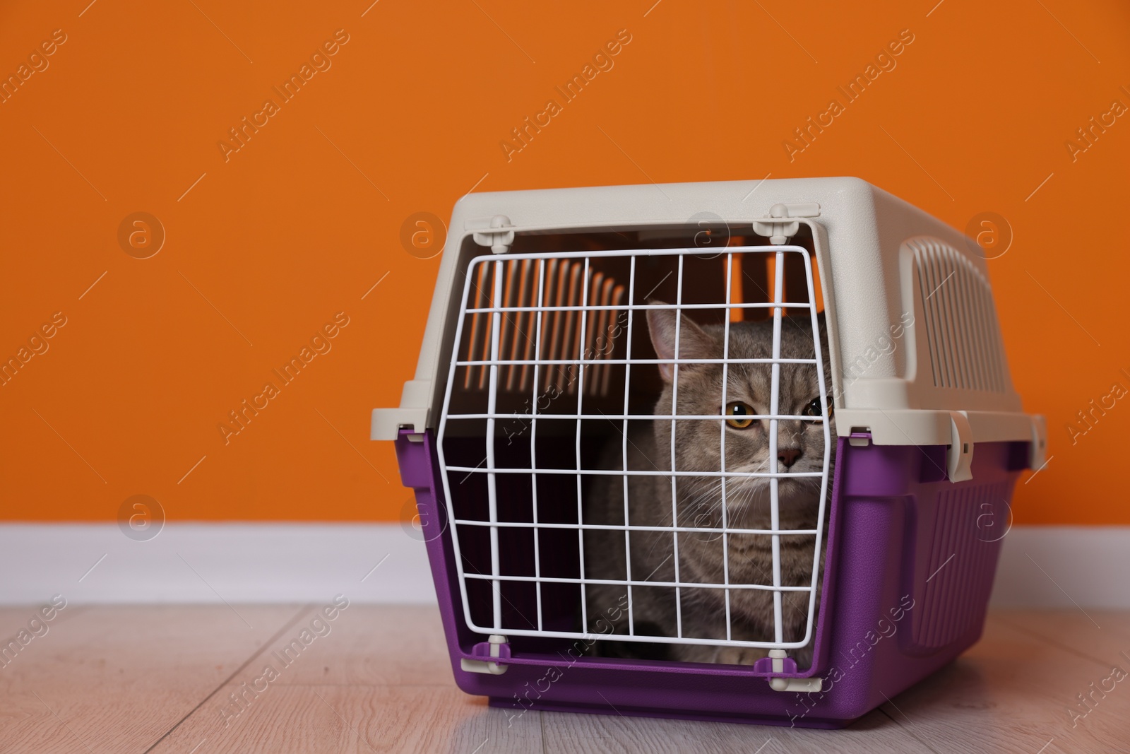 Photo of Travel with pet. Cute cat in carrier on floor near orange wall indoors, space for text