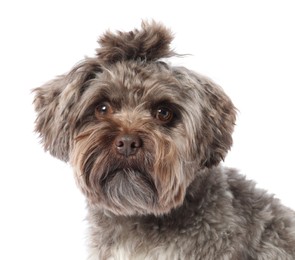 Photo of Cute Maltipoo dog on white background. Lovely pet