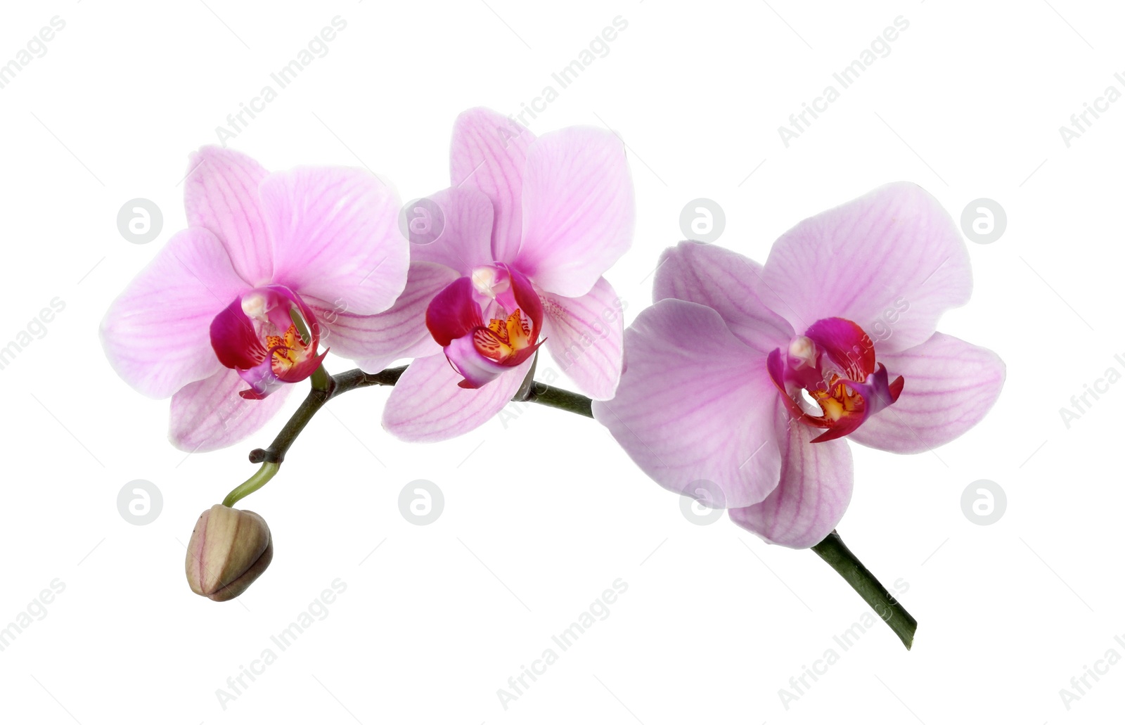 Photo of Branch of beautiful pink Phalaenopsis orchid isolated on white