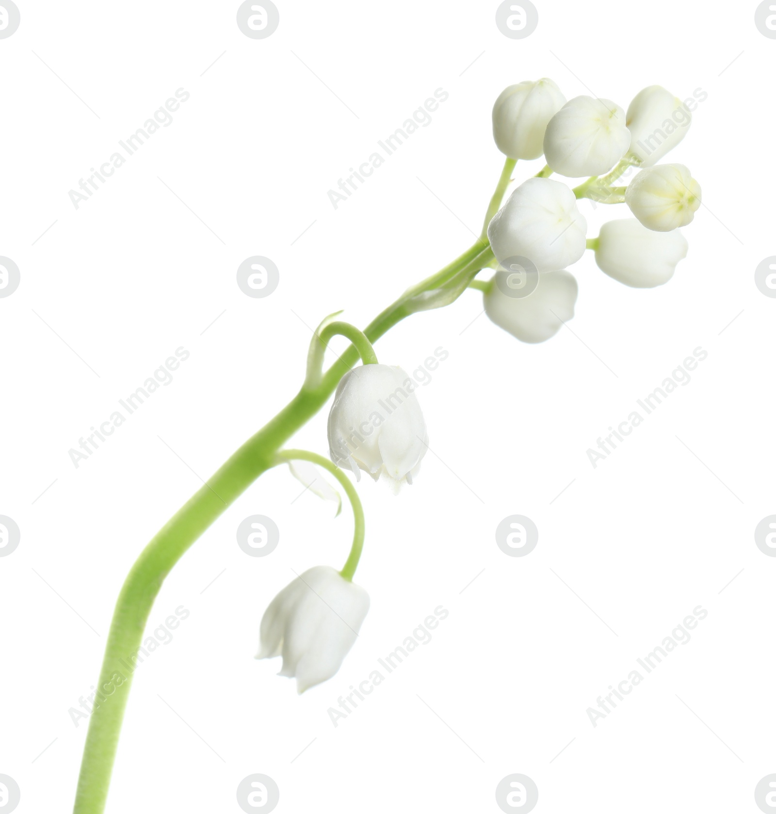 Photo of Beautiful lily of the valley flower on white background