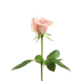 Photo of Beautiful rose flower on white background