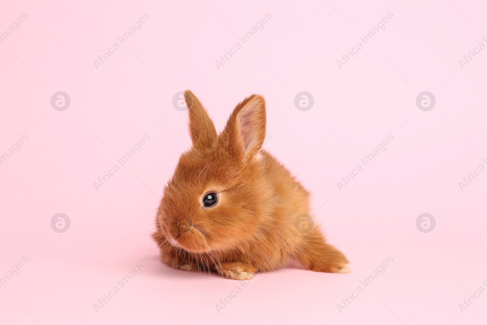 Photo of Adorable fluffy bunny on pink background. Easter symbol