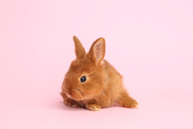 Adorable fluffy bunny on pink background. Easter symbol