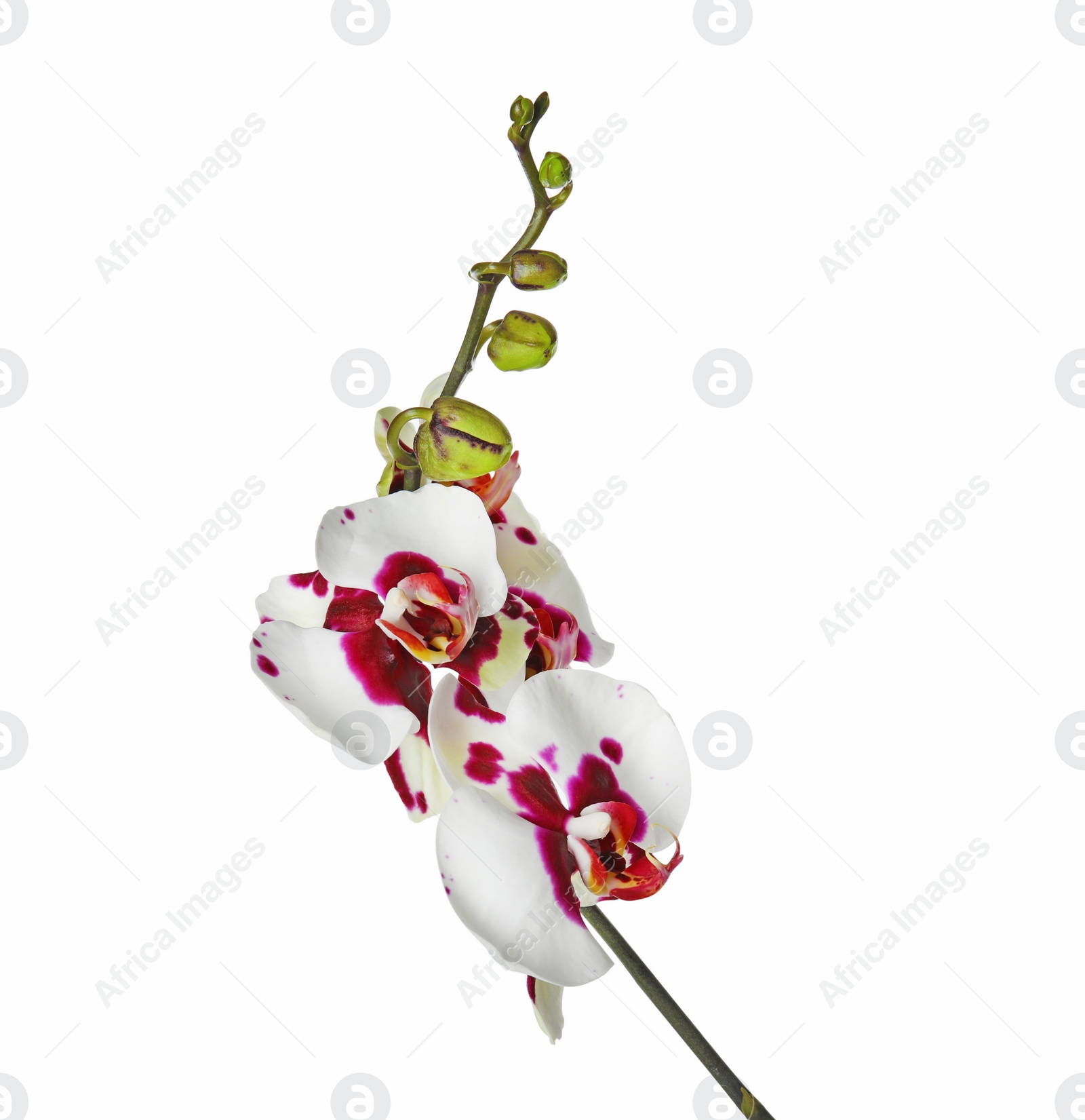 Photo of Beautiful orchid flower on white background. Tropical plant