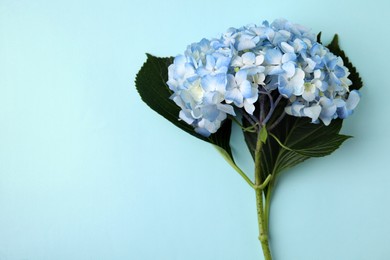 Beautiful hydrangea flower on light blue background, top view. Space for text