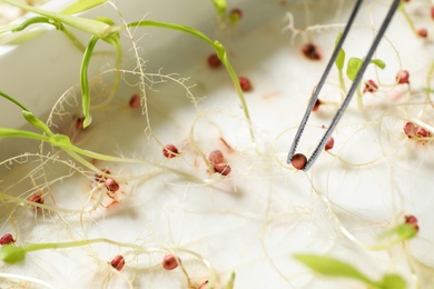 Taking sprouted corn seed from container with tweezers, closeup. Laboratory analysis