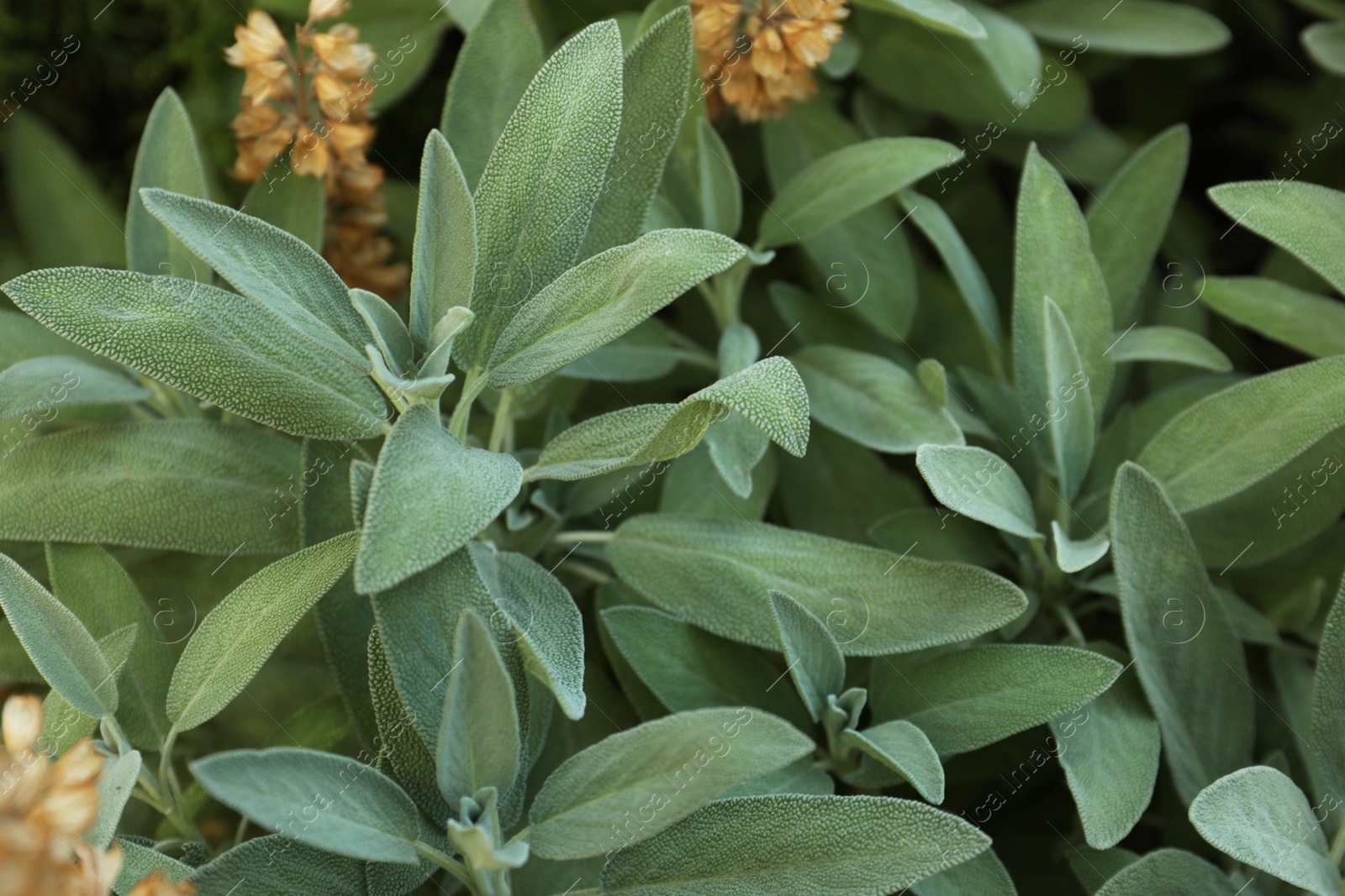 Photo of Beautiful sage with green leaves growing outdoors, closeup