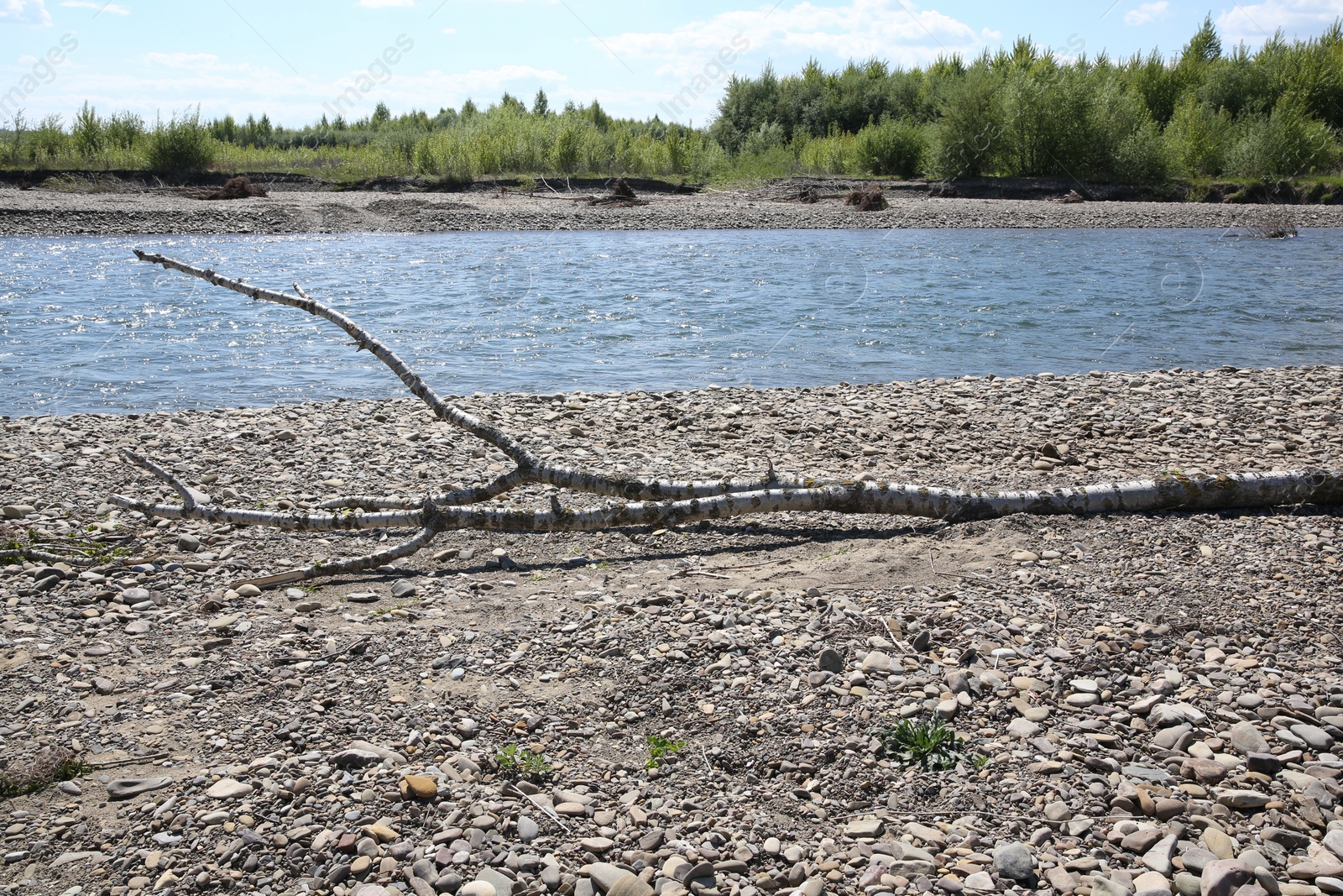 Photo of Dry tree branch on ground near river outdoors