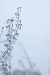 Photo of Plants in ice glaze outdoors on winter day, closeup. Space for text
