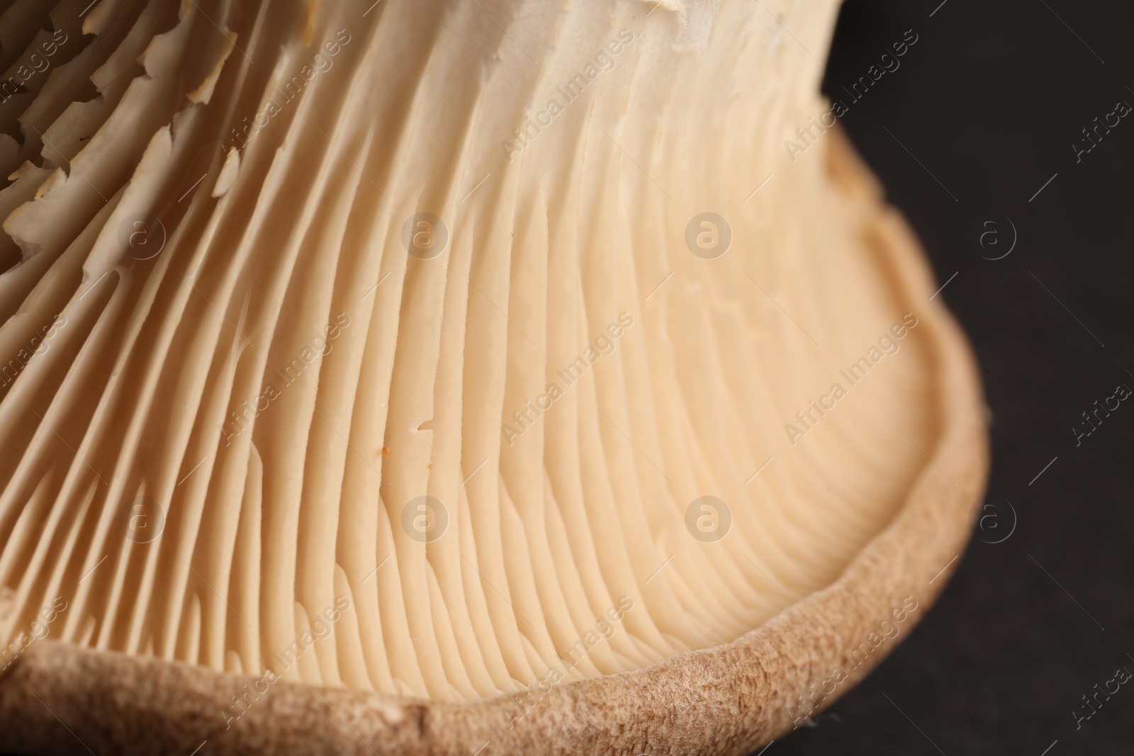 Photo of Macro photo of oyster mushroom on dark grey background