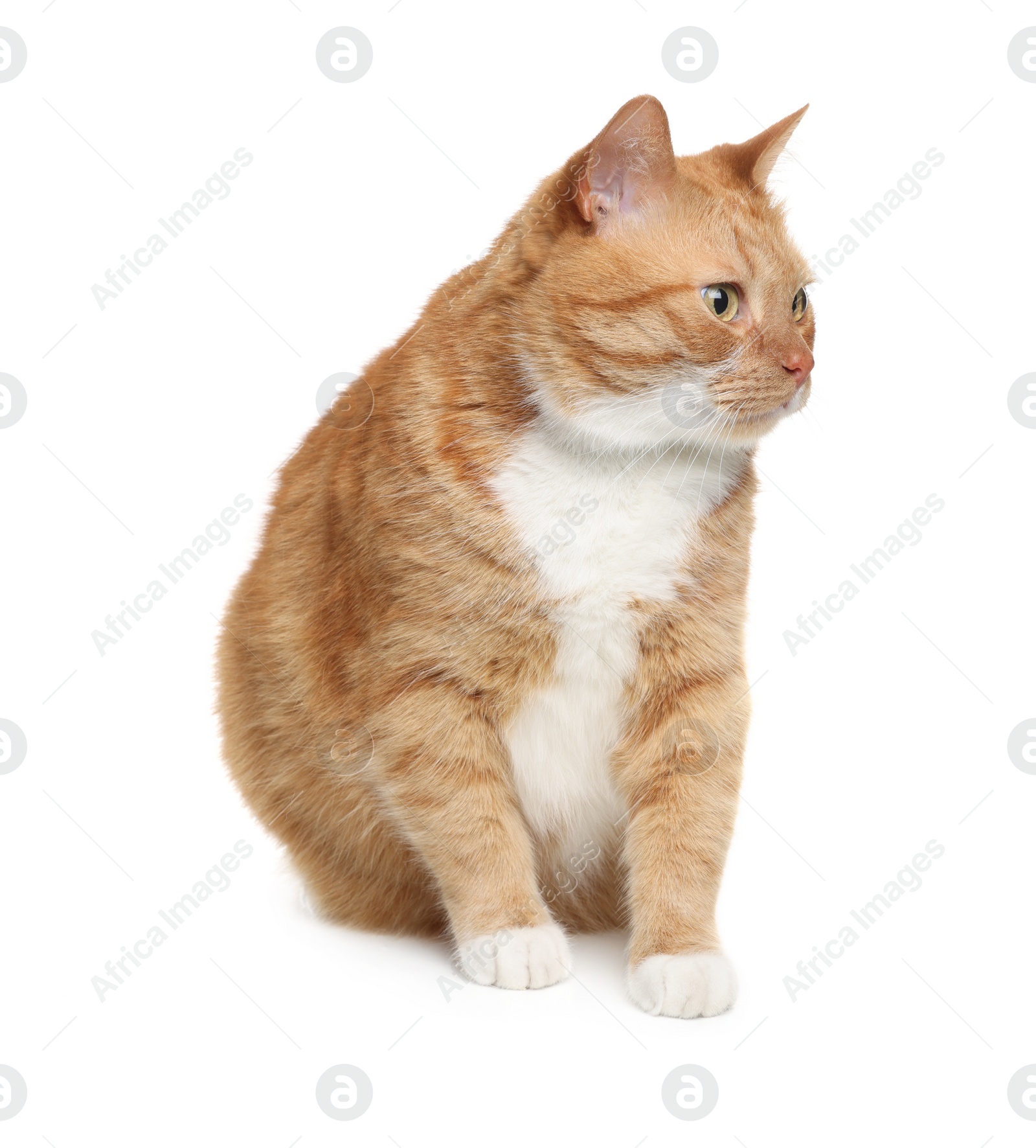 Photo of Cute ginger cat on white background. Adorable pet