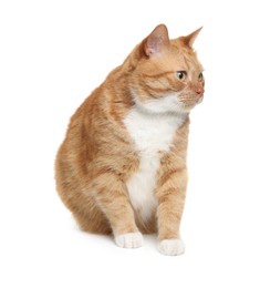 Photo of Cute ginger cat on white background. Adorable pet