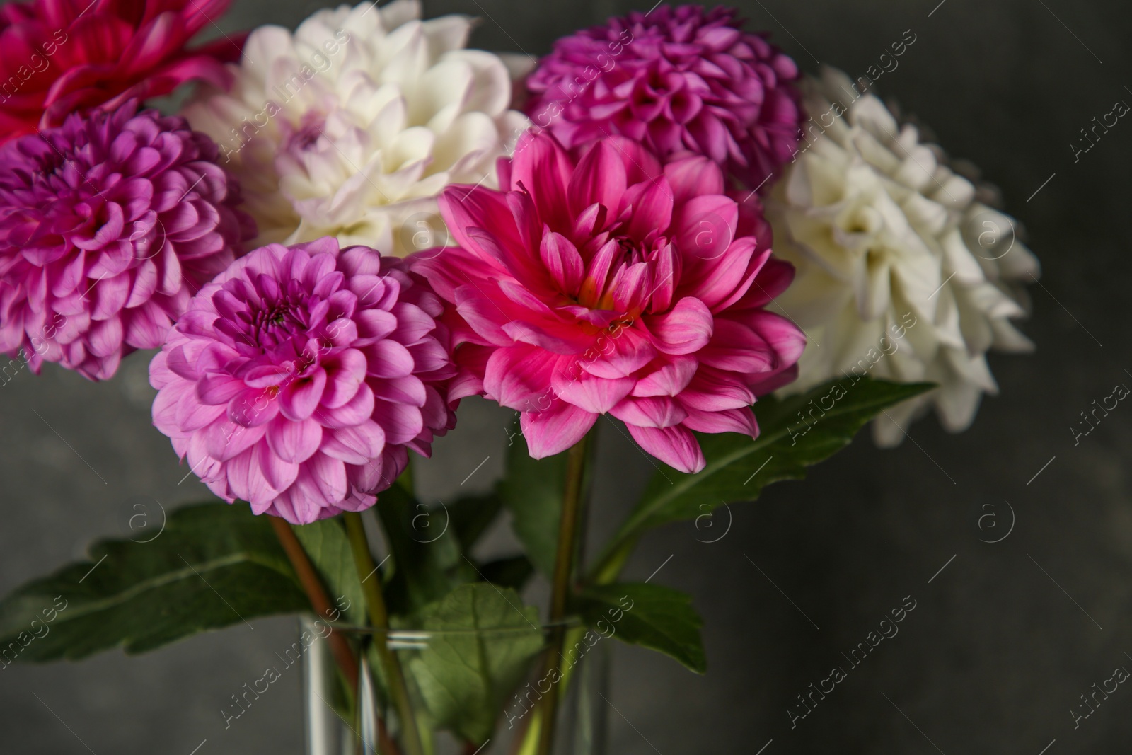 Photo of Bouquet of beautiful Dahlia flowers near dark grey wall, closeup