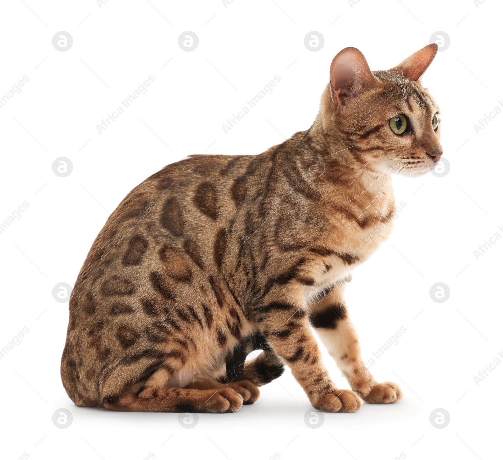 Photo of Cute Bengal cat on white background. Adorable pet