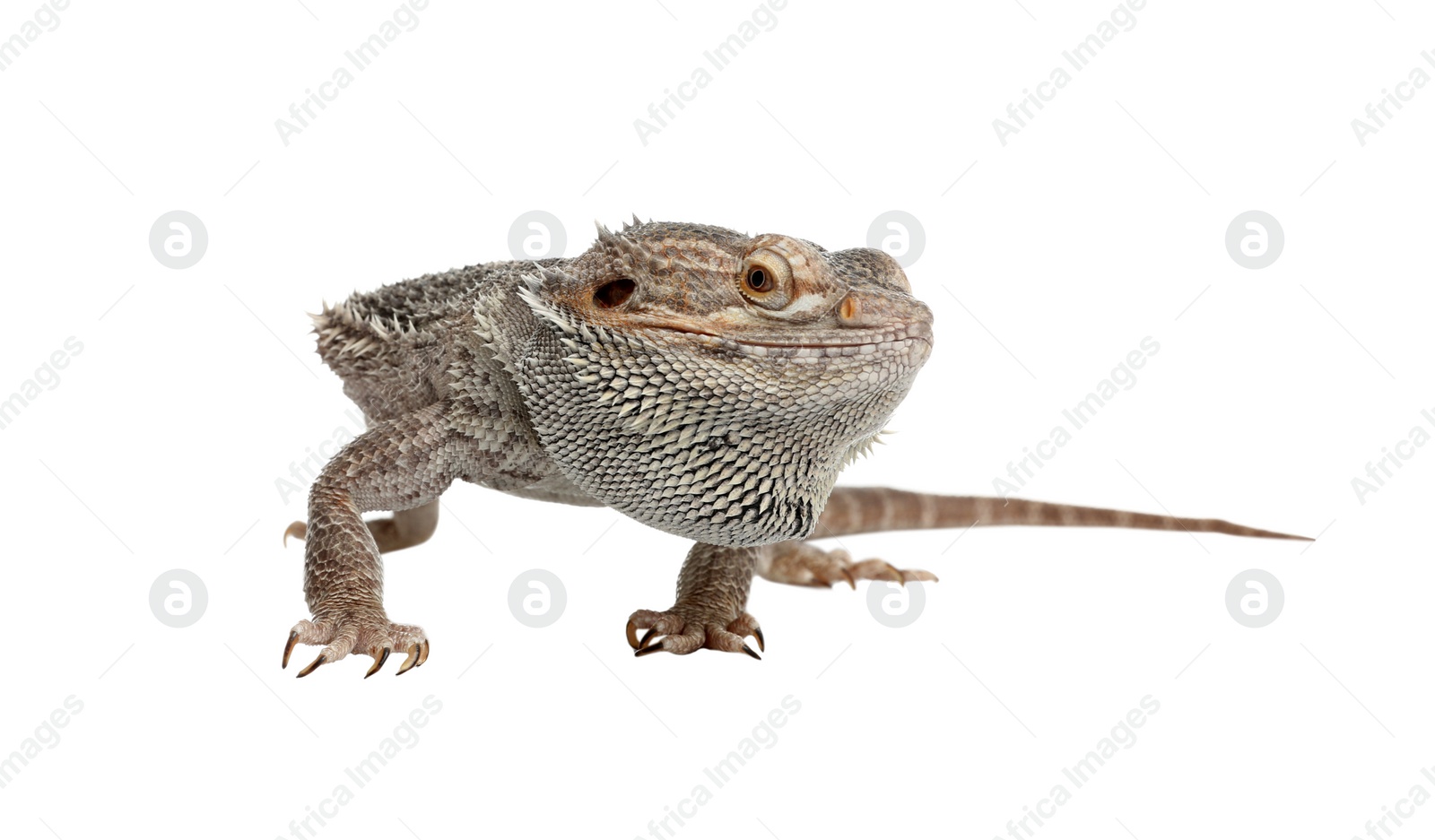 Photo of Bearded lizard (Pogona barbata) isolated on white. Exotic pet