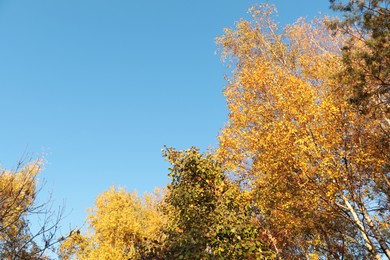 Photo of Beautiful trees with bright leaves against sky on autumn day, low angle view. Space for text
