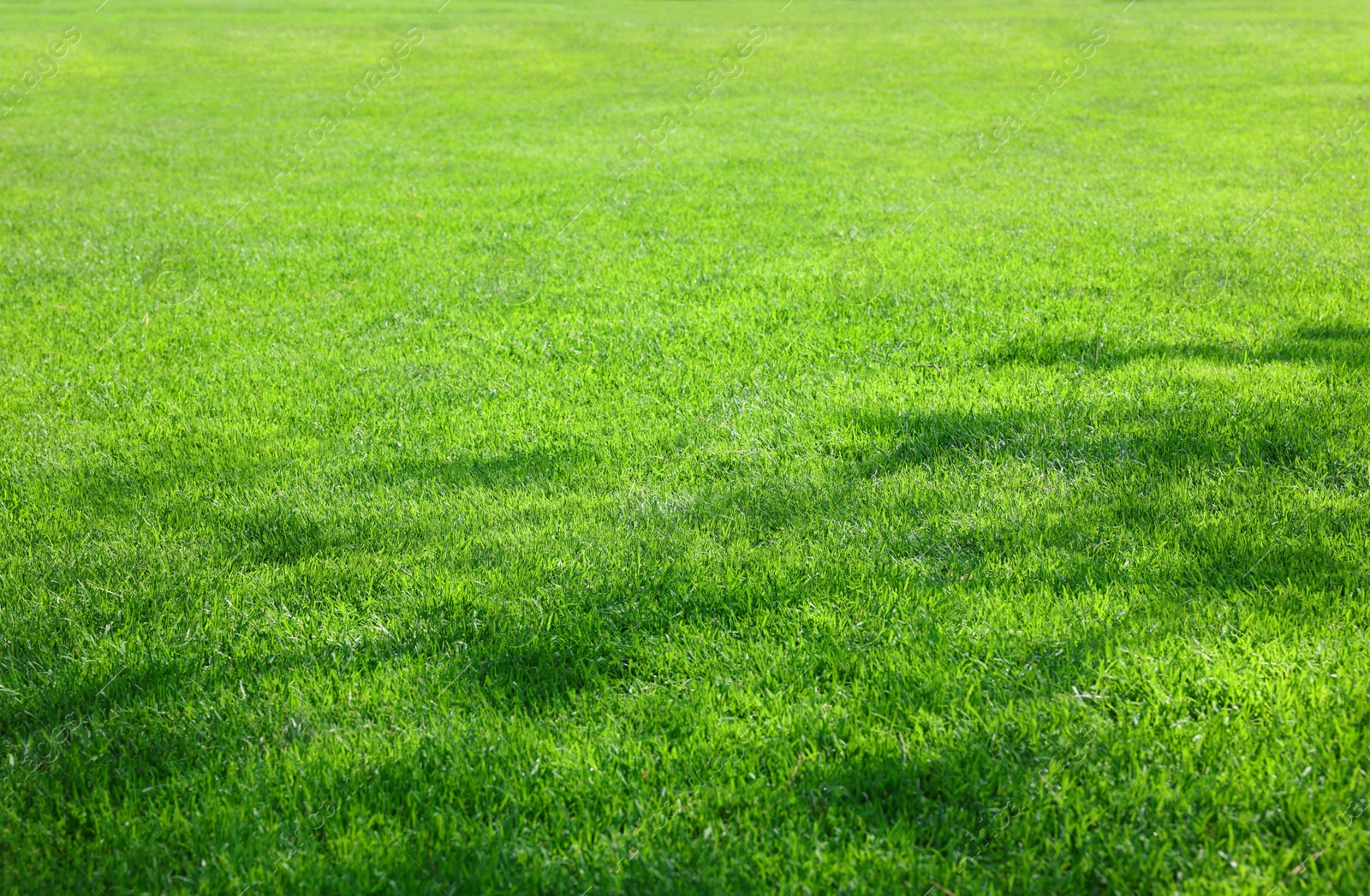 Photo of Beautiful view of green grass in garden on sunny day