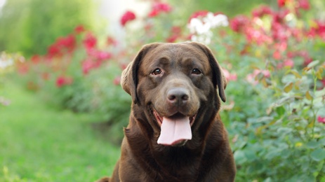 Funny Chocolate Labrador Retriever near flowers in green summer park