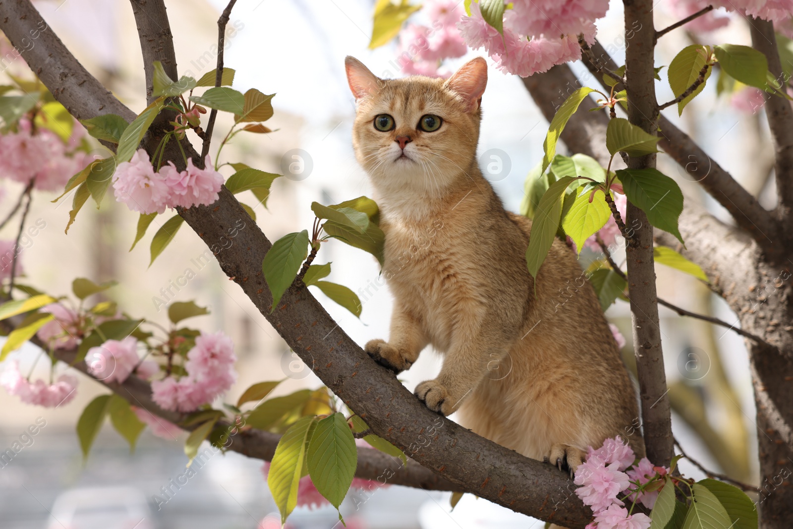 Photo of Cute cat on spring tree branch with beautiful blossoms outdoors