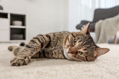 Photo of Tabby cat on floor in living room