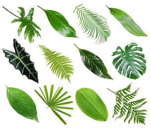 Image of Set with beautiful fern and other tropical leaves on white background 