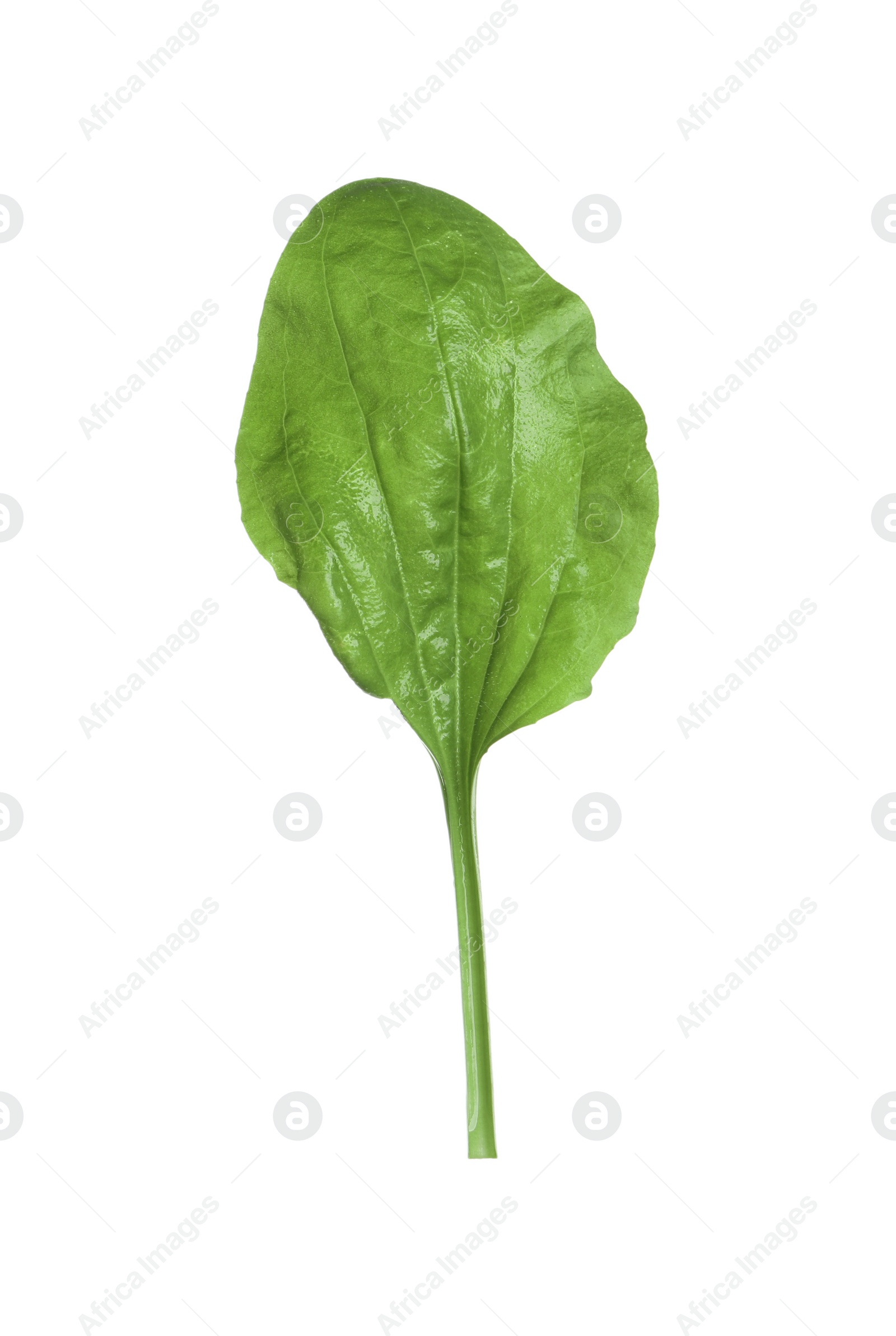 Photo of Fresh green broadleaf plantain leaf isolated on white