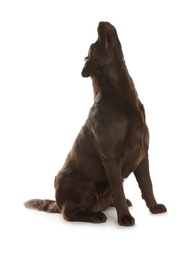 Photo of Chocolate labrador retriever howling on white background