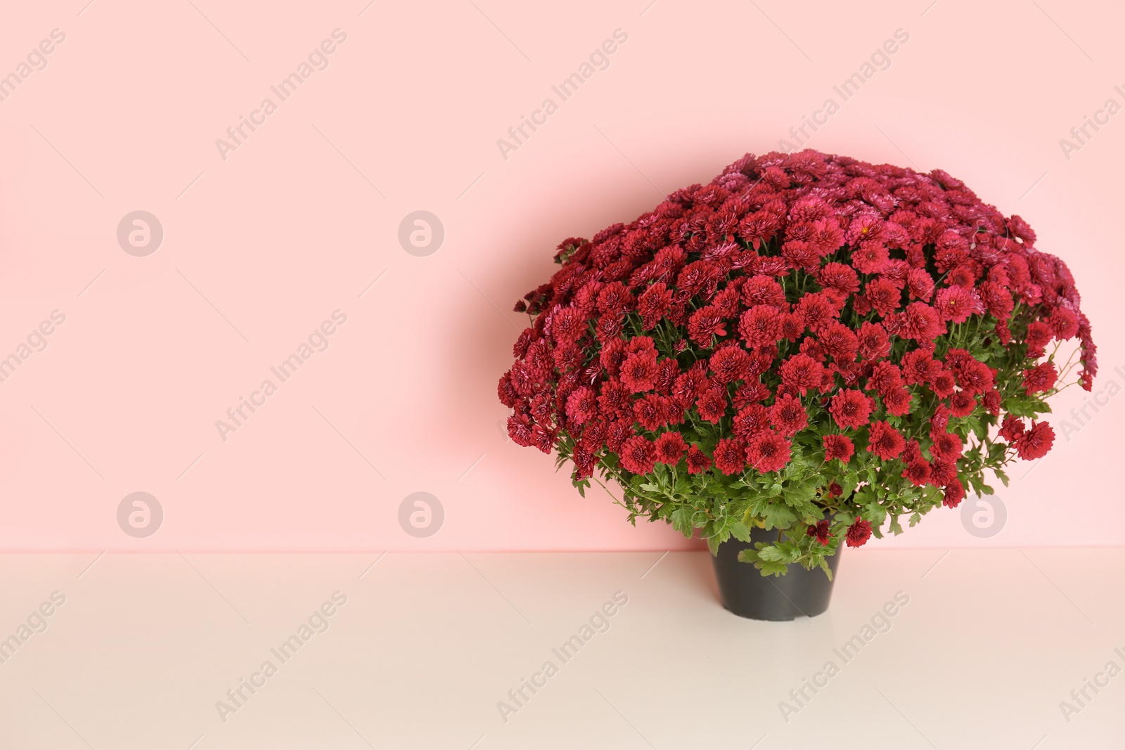 Photo of Beautiful potted chrysanthemum flowers on table against color background. Space for text