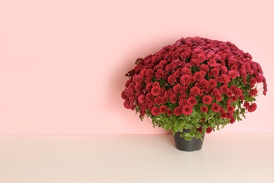 Photo of Beautiful potted chrysanthemum flowers on table against color background. Space for text