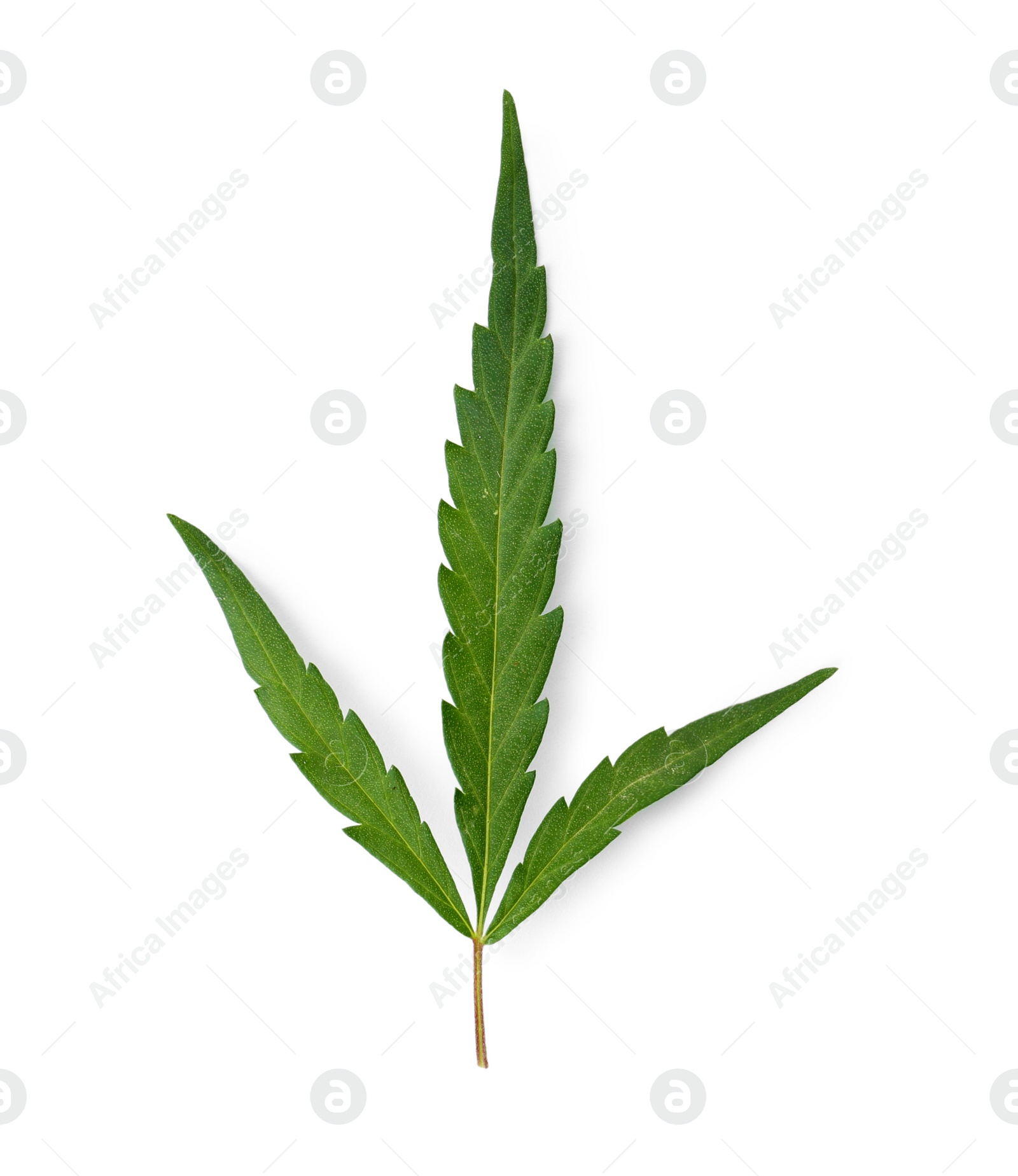 Photo of Fresh green hemp leaf on white background