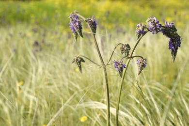 Photo of Beautiful flowers growing in meadow on sunny day