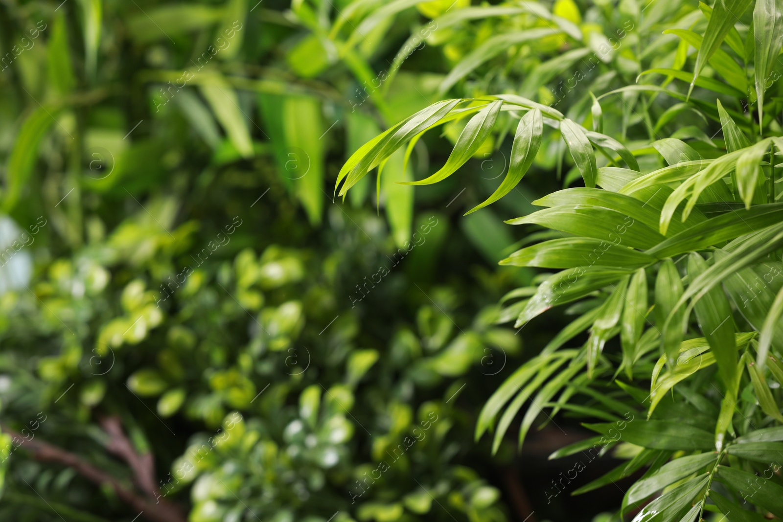 Photo of Many beautiful plants with lush leaves growing outdoors