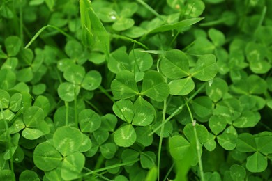 Photo of Beautiful green clover leaves and grass growing outdoors, closeup