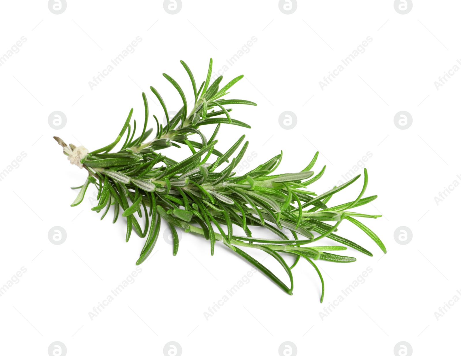 Photo of Sprig of fresh rosemary isolated on white